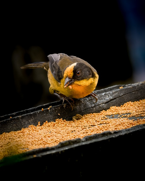 Capture-Based Scientific Imaging: What Makes an Image Scientific?